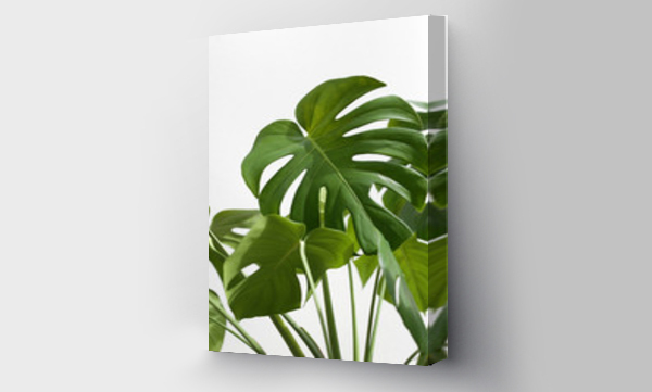 Wizualizacja Obrazu : #307475272 Vibrant Green Mostera Plant Leaves Against A White Background