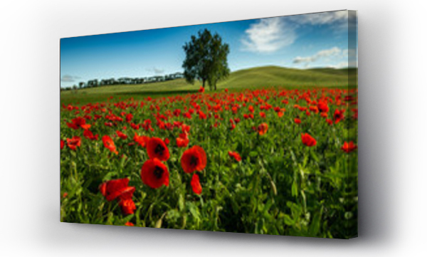 Krajobraz kwiaty, Kwiaty, las kwiaty, Pole Maków, toskanii, włochy