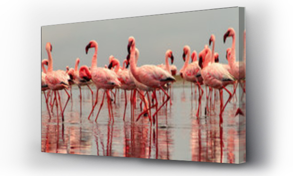Wizualizacja Obrazu : #308946291 Wild african birds. Group birds of pink african flamingos  walking around the blue lagoon on a sunny day