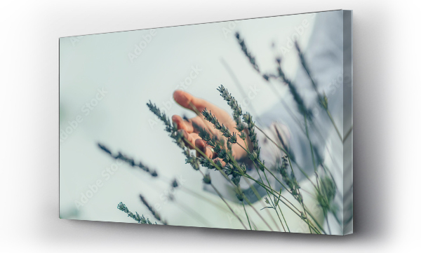 Wizualizacja Obrazu : #309214464 Abundance Feeling.  Mindful Middle-aged Woman Touching Lavender Flowers, Feeling Thankful
