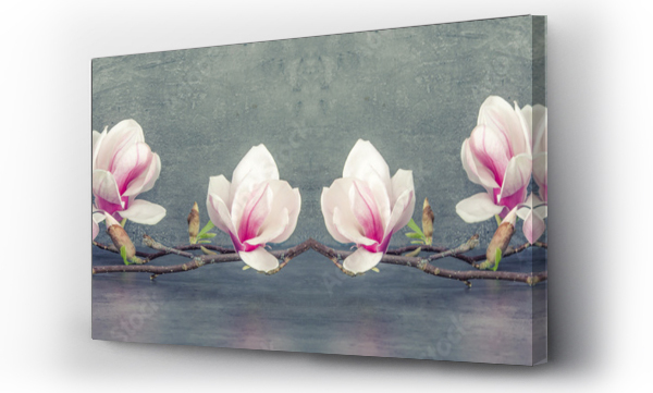 Piękna kwitnąca gałąź magnolii odizolowana na szarym antracytowym tle baner panoramiczny długi