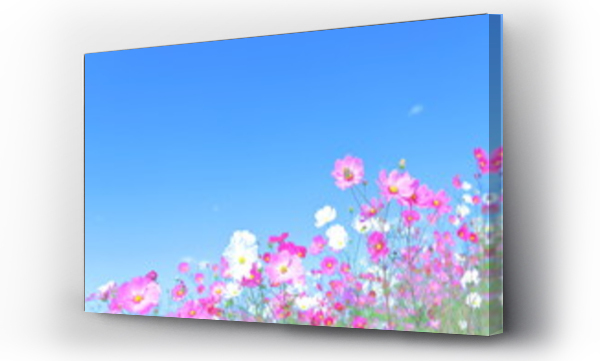 Wizualizacja Obrazu : #309438189 Garden Cosmos, Cloud, Grass field