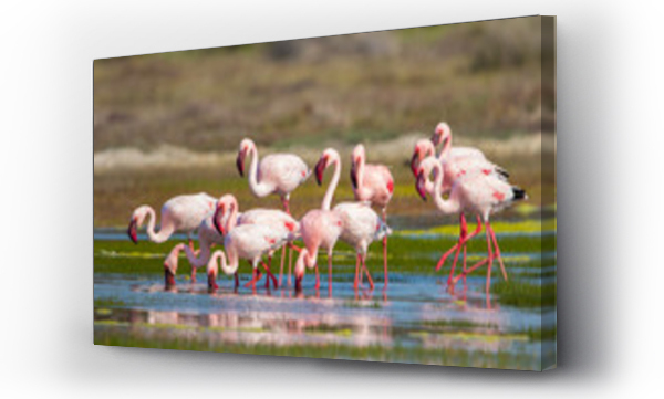 Wizualizacja Obrazu : #309562398 group of pink flamingos wild in nature