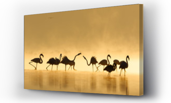 Wizualizacja Obrazu : #310005087 Great flamingo family during sunrise and golden hour.