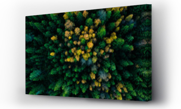 Wizualizacja Obrazu : #310036294 Aerial view of autumn forest