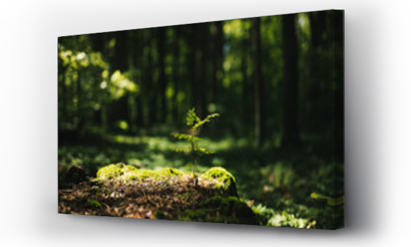 Wizualizacja Obrazu : #310036430 Młoda sadzonka jarzębiny wyrastająca ze starego pniaka w polskim lesie.