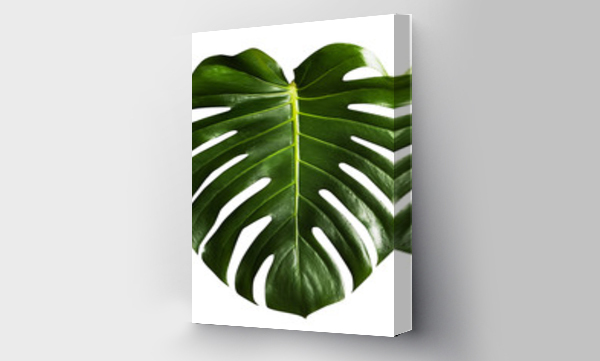 Wizualizacja Obrazu : #310552295 monstera tropical leaf isolated on white