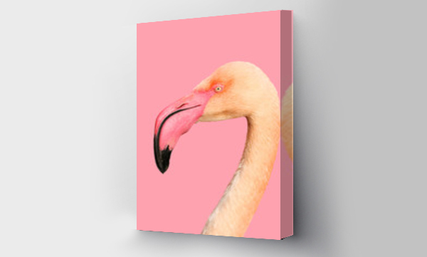 Piękny różowy flaming na różowym tle, portret ptaka