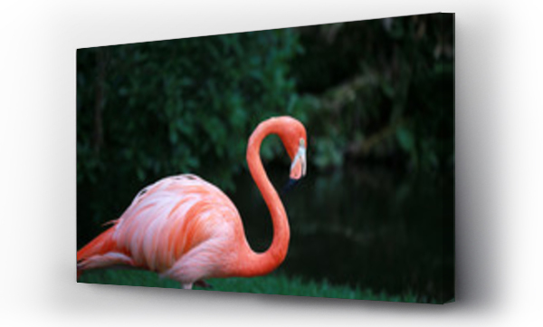 Wizualizacja Obrazu : #310745762 Portrait of A Pink Flamingo Standing In A Tropical Garden
