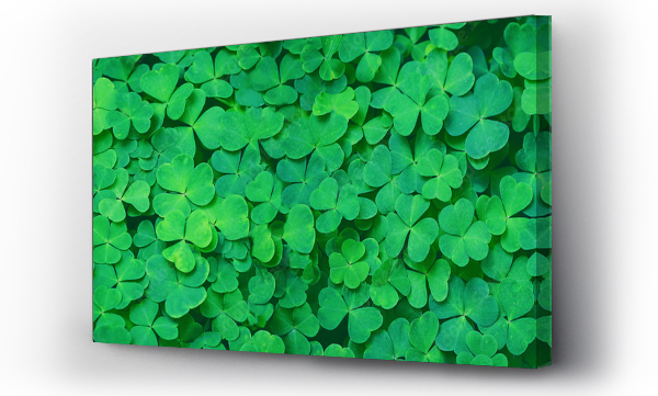 Wizualizacja Obrazu : #310903395 Green clover leaf nature abstract background. Beautiful clover leaves background. shamrocks, St.Patricks day concept. template for design. banner. copy space