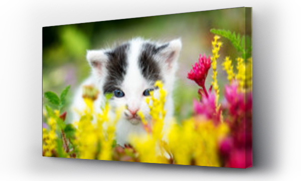 Wizualizacja Obrazu : #311225059 Malutki kotek wcha kwiaty. Zblienie