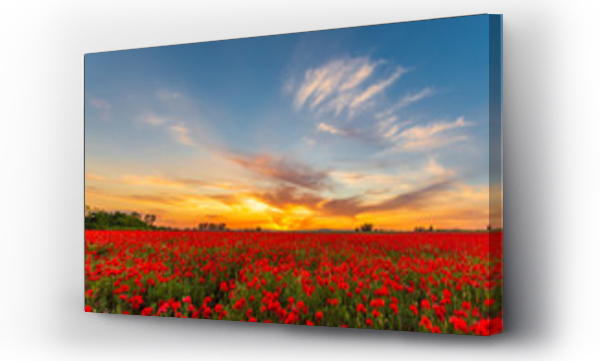 krajobraz, Kwiaty, mak, Maki, pole, Pole Maków, zachód słońca