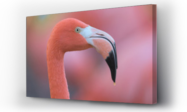 Wizualizacja Obrazu : #312365878 Pink flamingo closeup profile portrait against smooth pink background