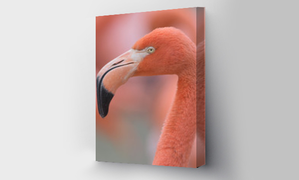 Wizualizacja Obrazu : #312366276 Pink flamingo closeup profile portrait against smooth pink background