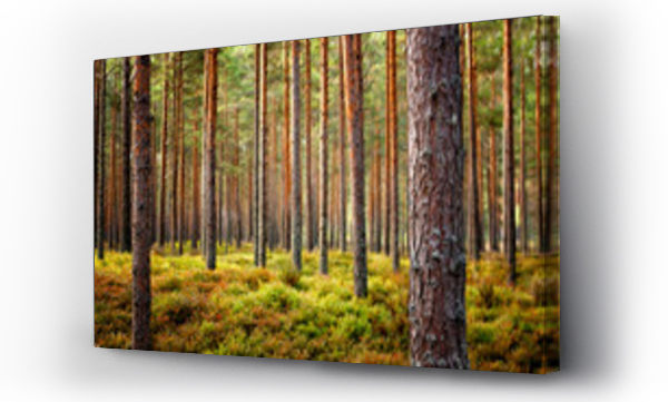 Wizualizacja Obrazu : #313417722 Beautiful Latvian forest landscape in autumn colors.  Amazing sea side Pine tree forests with fresh and soft moss ground.