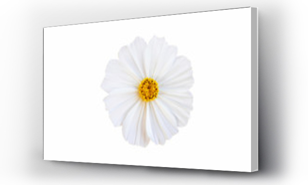Wizualizacja Obrazu : #314214579 White cosmos flower isolate white background with clipping-path.