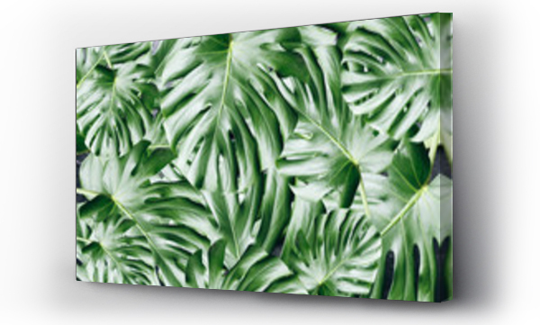 Zielone tropikalne liście tło. Monstera roślina domowa. Przyjazne dla środowiska zdjęcie.