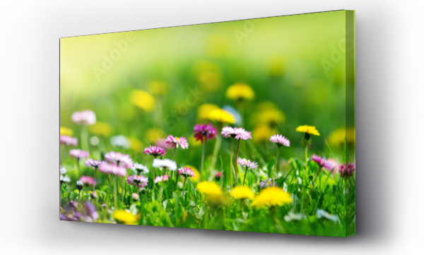 Wizualizacja Obrazu : #314301170 Łąka z mnóstwem białych i różowych wiosennych kwiatów stokrotek i żółtych mniszków w słoneczny dzień