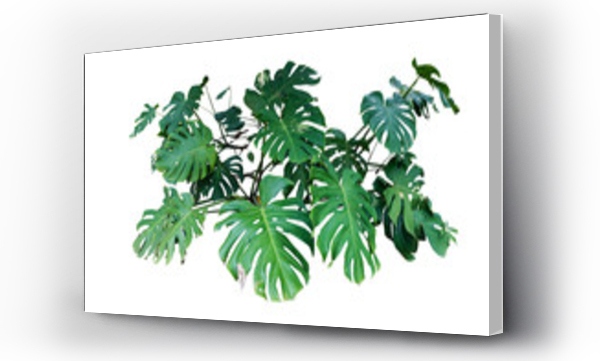 Wizualizacja Obrazu : #314416001 monstera jungle plant isolated include clipping path on white background