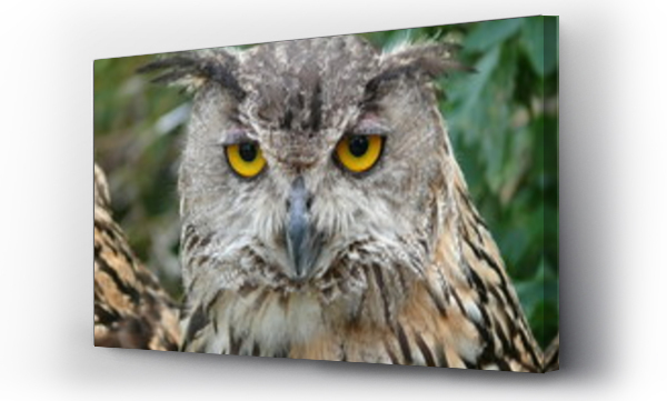 jesień, pejzaż, ptaki, zwierzęta