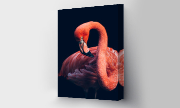 Zbliżenie na różowego ptaka flaminga