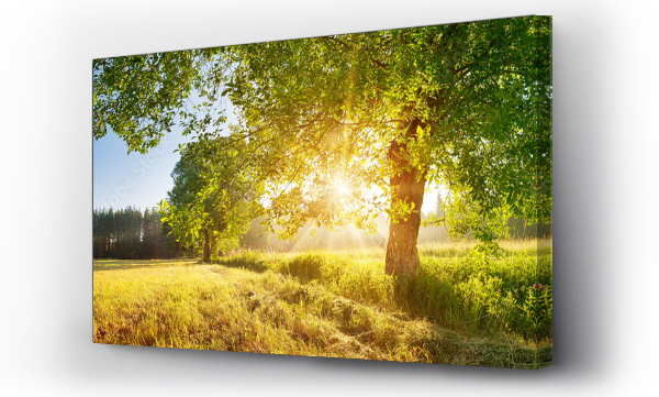 Wizualizacja Obrazu : #315157486 tree foliage in beautiful morning light with sunlight in summer
