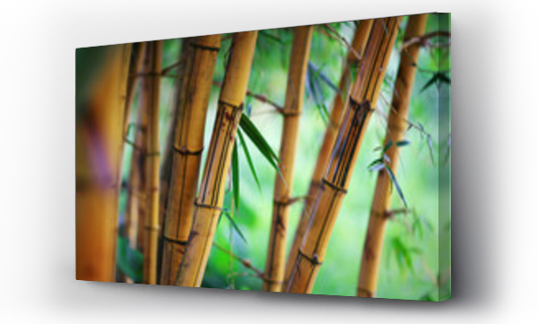 azja, bambus, ogród japoński