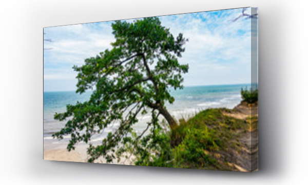 drzewo, morze, plaża, trawa piasek