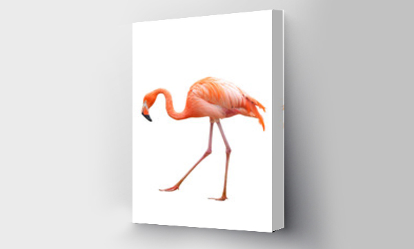 flamingi