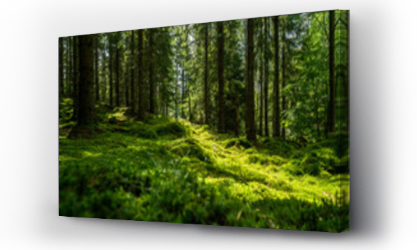 Piękny zielony, omszony las w Szwecji