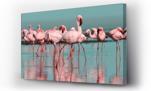 Dzikie ptaki afrykańskie. Grupa ptaków różowych flamingów afrykańskich spacerujących po błękitnej lagunie w słoneczny dzień