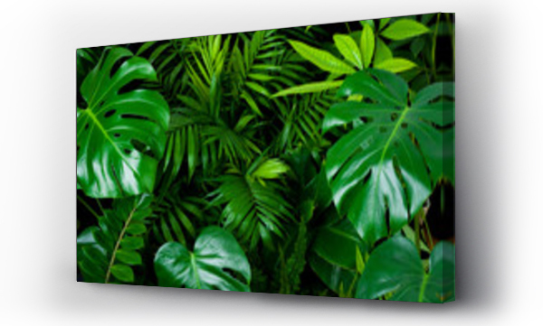 Ciemnozielone liście natura tło z czystych tropikalnych liści roślin