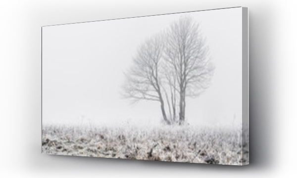 Wizualizacja Obrazu : #318518175 Puste drzewo w zamglony zimowy poranek