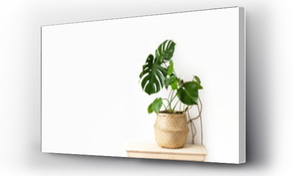 Wizualizacja Obrazu : #318982991 Monstera home potted plant front view, home gardening concept