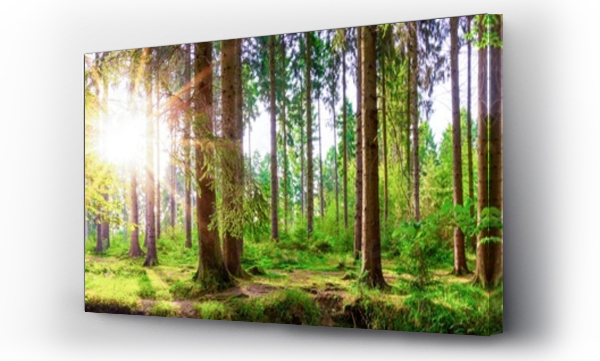 Piękna panorama lasu z dużymi drzewami i jasnym słońcem