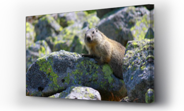 Wizualizacja Obrazu : #320148787 Marmot, Tatry, Polska