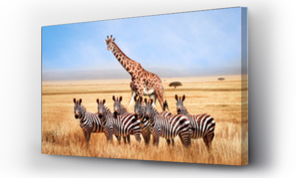 afryka, zebry, żyrafa