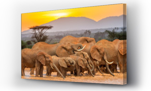 Słoń w wodzie. Park Narodowy w Kenii