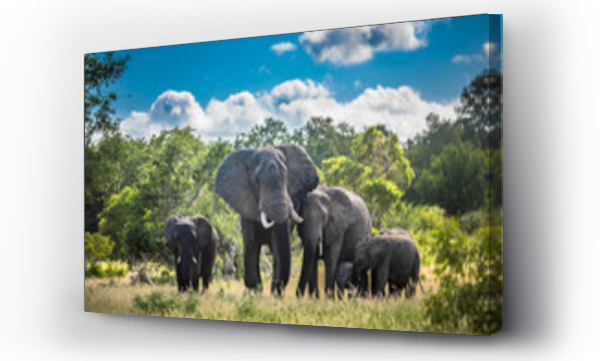Rodzina słoni w Parku Narodowym Krugera, RPA.