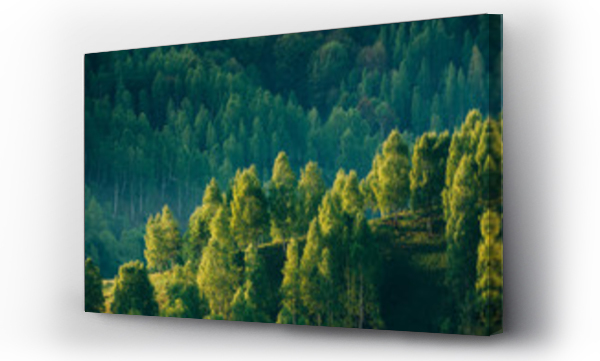 Wizualizacja Obrazu : #320726610 Sunrays over a green forest in summer.