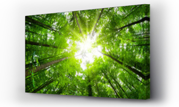 Wizualizacja Obrazu : #321462256 Szerokokątne ujęcie baldachimu w pięknym, zielonym lesie