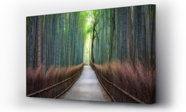 Las bambusowy w Arashiyama, Japonia