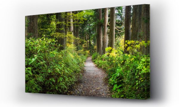 Wizualizacja Obrazu : #321658979 Beautiful forest path as panorama background