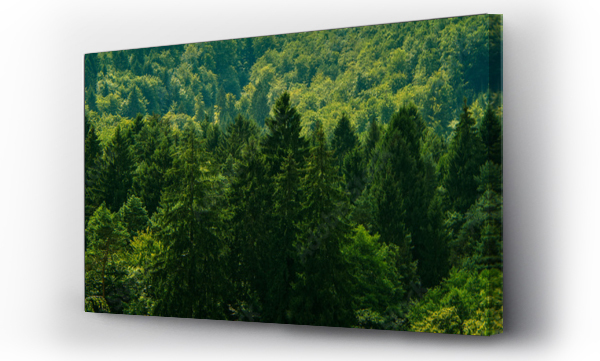 Ciemnozielony krajobraz leśny