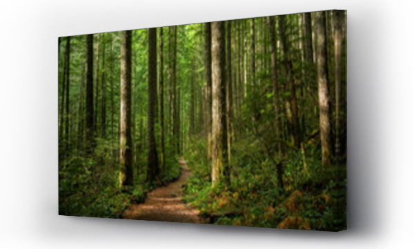 Ścieżka przez oświetlony słońcem las