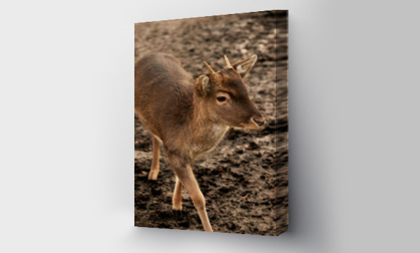 Wizualizacja Obrazu : #322156285 Fawn, young deer