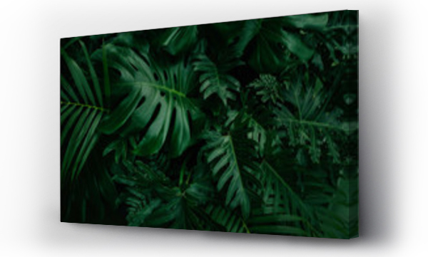 Wizualizacja Obrazu : #322894573 Monstera green leaves or Monstera Deliciosa in dark tones, background or green leafy tropical pine forest patterns for creative design elements. Philodendron monstera textures