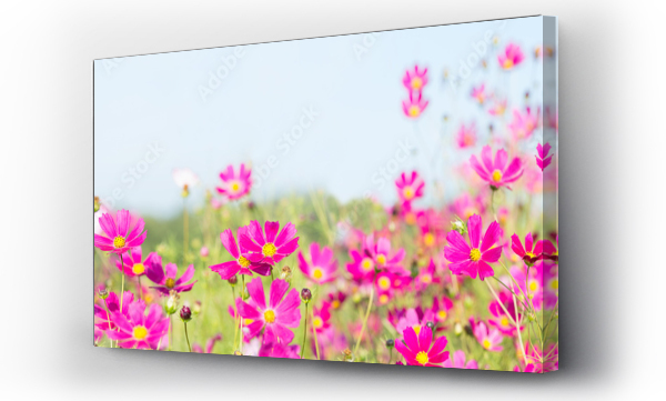 Wizualizacja Obrazu : #323381402 pink cosmos flowers blooming in a field