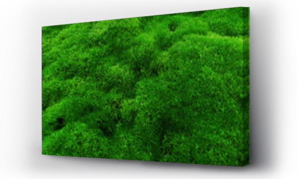 Abstrakcja, Abstrakcja zieleń, Liście, Mech, zielony