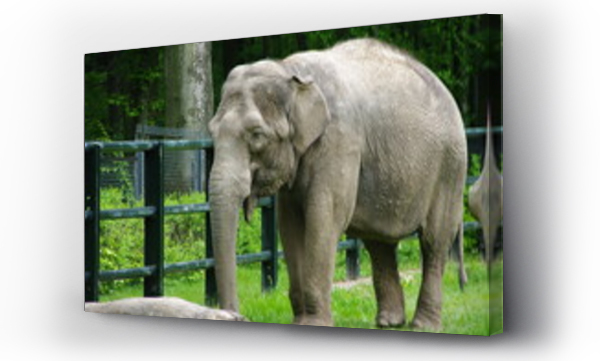 drzewo, skóra słoń, słoń